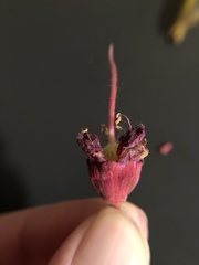 Aesculus × carnea