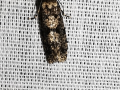Morophaga morellus