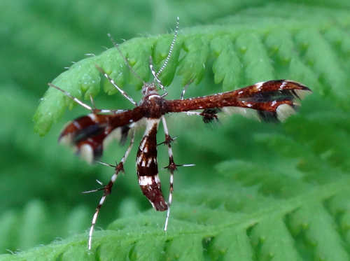 Himmelman's and Busck's Plume Moths photo 5