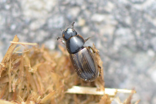 Melinopterus consputus