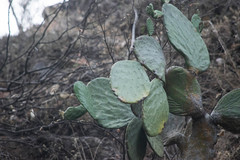 Opuntia rileyi