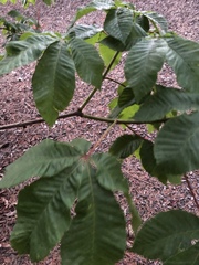 Aesculus × carnea