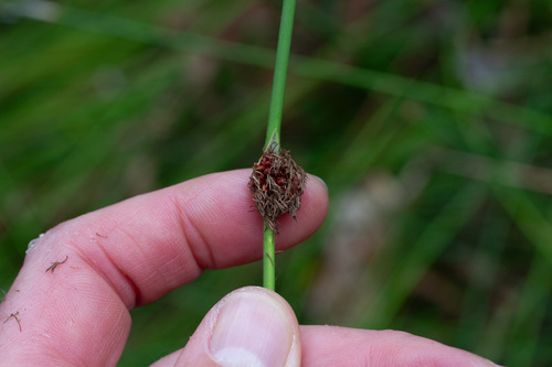 Chorizandra cymbaria observed 2026-10-14