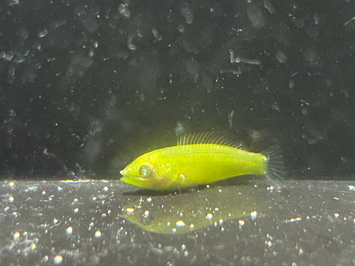 Halichoeres chloropterus observed 2026-10-15