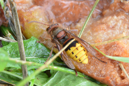 European Hornet