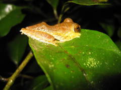 Gunung Dempo Flying Frog photo 2