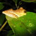 Indonesian Parachuting Frog - Photo (c) Ganjar Cahyadi, some rights reserved (CC BY-NC), uploaded by Ganjar Cahyadi