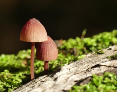 Mycena kuurkacea