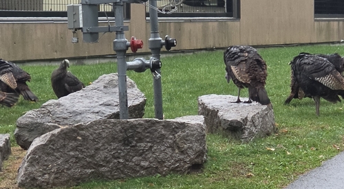 Wild Turkey