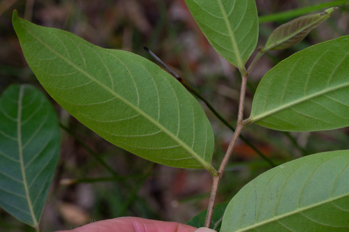 Glochidion zeylanicum observed 2026-10-14