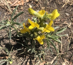 Thermopsis lanceolata