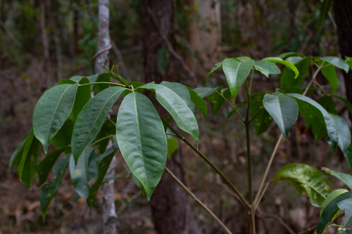 Melicope elleryana observed 2026-10-14