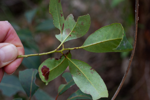 Lophostemon suaveolens observed 2026-10-14