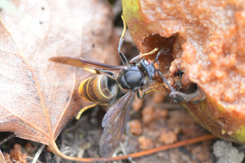 Yellow-legged Hornet