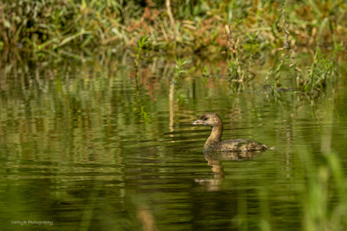 Pied-billed Grebe