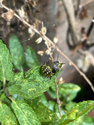 Southern Green Stink Bug