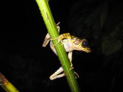 Sumaterana crassiovis