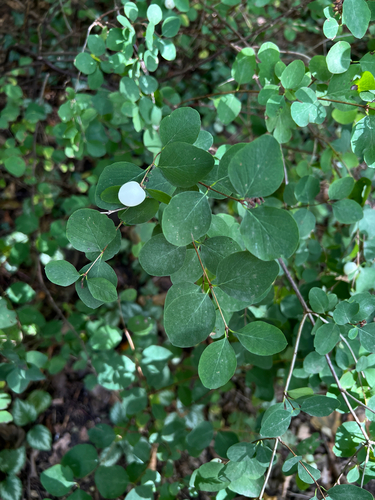 Common Snowberry
