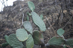 Opuntia rileyi