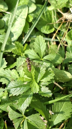 Marmalade Hover Fly