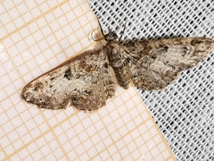 Eupithecia laquaearia