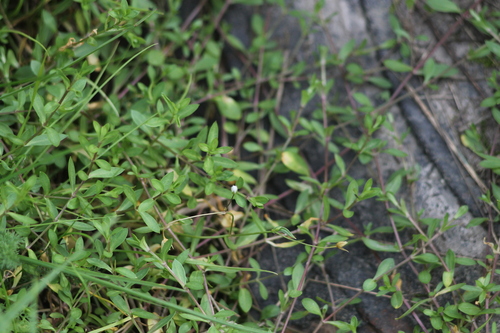 Stellaria alsine observed 2026-10-16