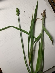 Carex cephaloidea