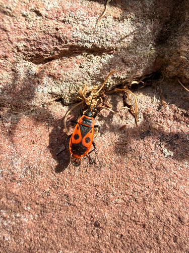 European Firebug