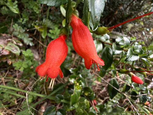 Mitraria coccinea observed 2026-10-15