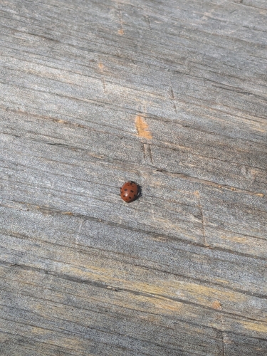 iNaturalist observation photo of Convergent Lady Beetle
