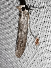 Epischnia prodromella