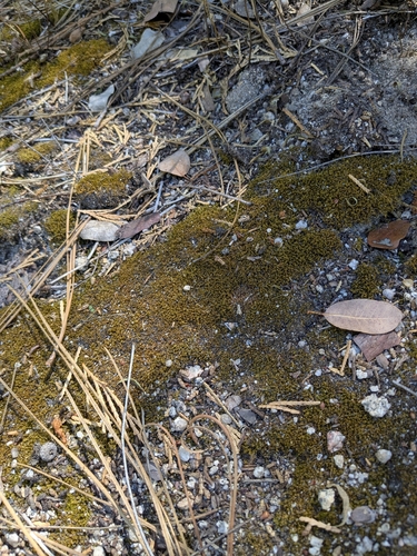 iNaturalist observation photo of Mosses