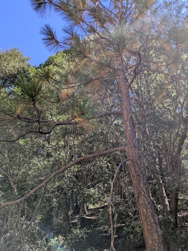 iNaturalist observation photo