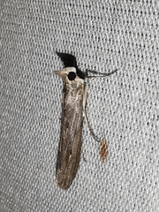 Epischnia prodromella