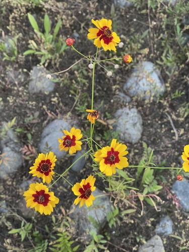 Coreopsis tinctoria observed 2026-10-16