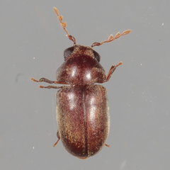 Mesocoelopodinae