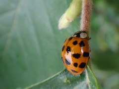 Harmonia axyridis