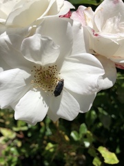 Acmaeodera vandykei