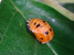 Harmonia axyridis