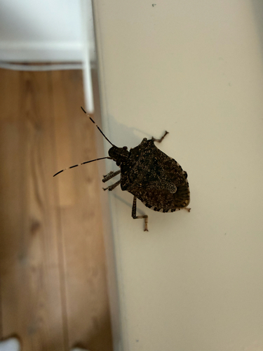Brown Marmorated Stink Bug