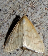 Hahncappsia pergilvalis