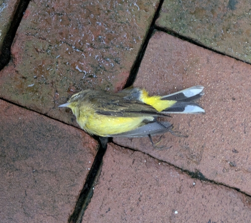 Palm Warbler