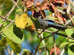 Cardinalidae