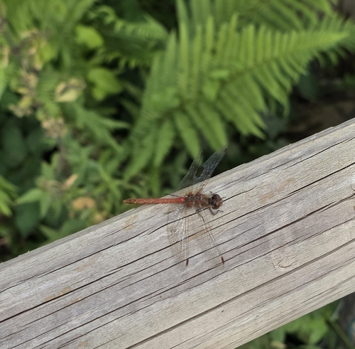 Common Darter