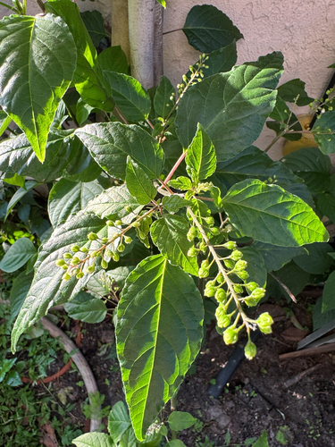 pigeonberry