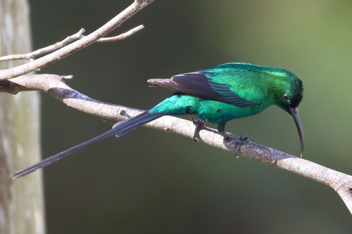iNaturalist image