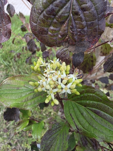 common dogwood