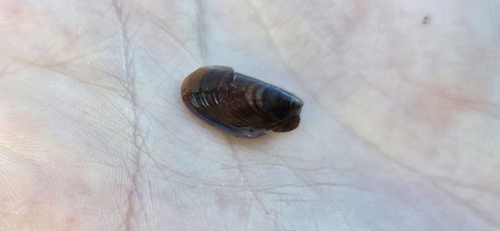 Mytilus trossulus observed 2026-10-16
