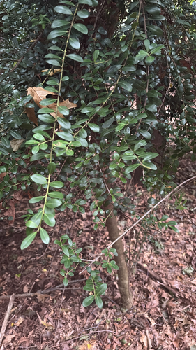 Ilex crenata observed 2026-10-16