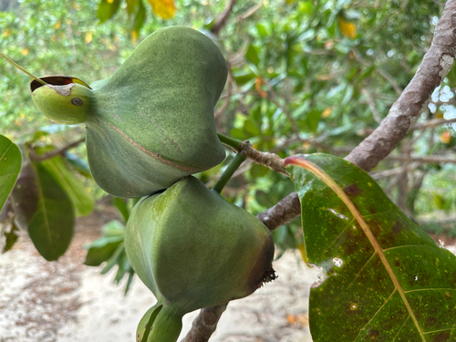 Barringtonia asiatica observed 2026-10-16